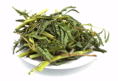 Huong dan trong va cham soc rau nhut - Anh 4