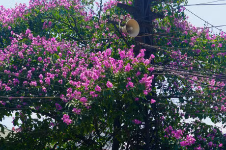 Mua hoa tim tren khap pho phuong Ha Noi - Anh 9