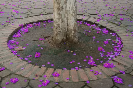 Mua hoa tim tren khap pho phuong Ha Noi - Anh 12