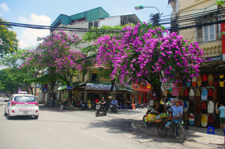 Mùa hoa tím trên khắp phố phường Hà Nội - Ảnh 5 Mua hoa tim tren khap pho phuong Ha Noi - Anh 5