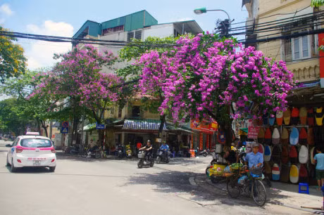 Mua hoa tim tren khap pho phuong Ha Noi - Anh 5