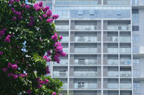 Mua hoa tim tren khap pho phuong Ha Noi - Anh 10