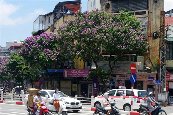 Mùa hoa tím trên khắp phố phường Hà Nội