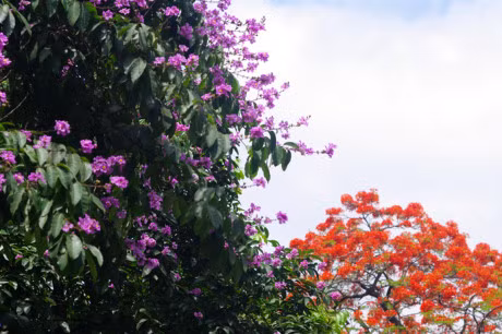 Mua hoa tim tren khap pho phuong Ha Noi - Anh 2