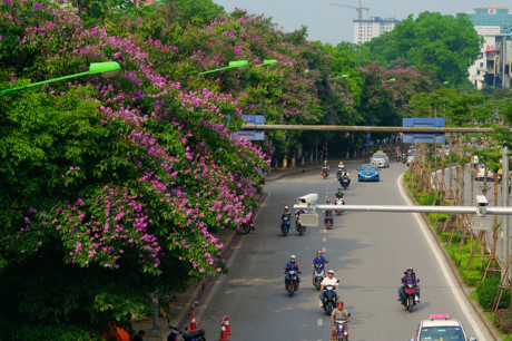 Mùa hoa tím trên khắp phố phường Hà Nội - Ảnh 1 Mua hoa tim tren khap pho phuong Ha Noi - Anh 1