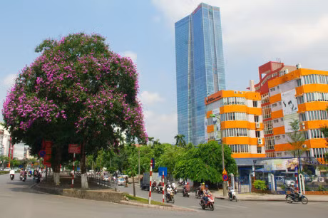 Mua hoa tim tren khap pho phuong Ha Noi - Anh 11