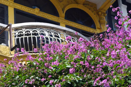 Mua hoa tim tren khap pho phuong Ha Noi - Anh 3