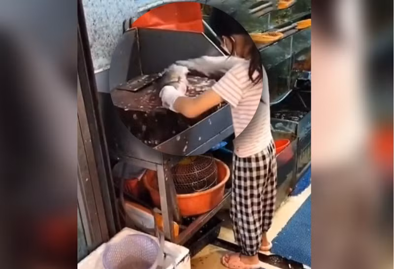 Kỹ năng đánh vảy cá của Xiaomin khiến nhiều người ngạc nhiên.