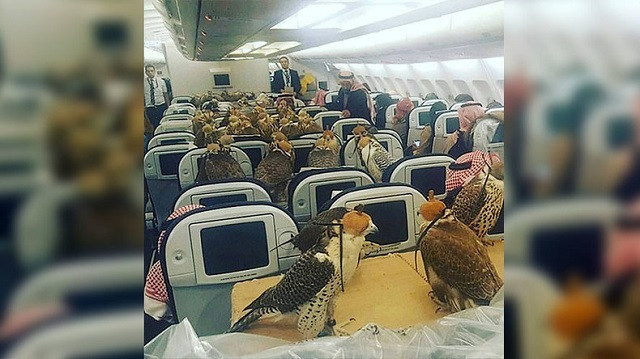 Có hoàng tử từng mua vé cho 80 chú chim ưng trên một chuyến bay thương mại. Có hoàng tử từng mua vé cho 80 chú chim ưng trên một chuyến bay thương mại.