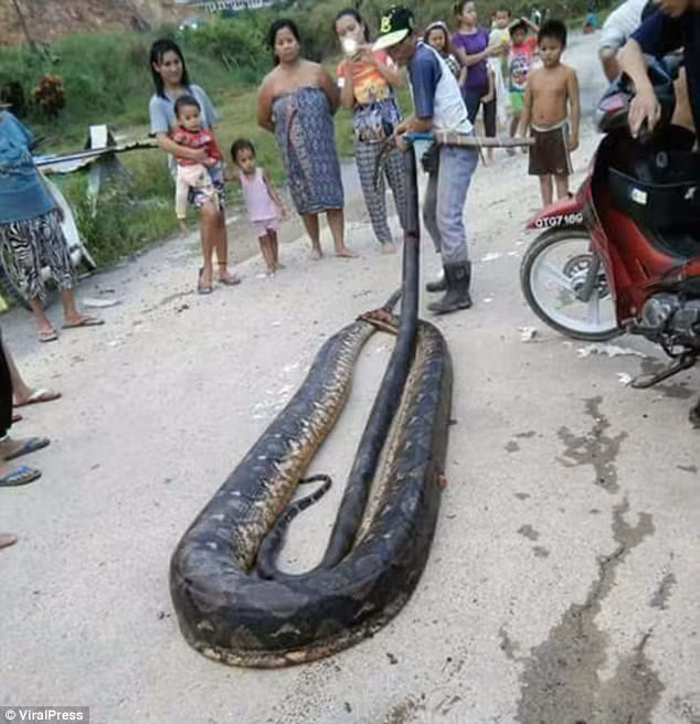 Cặp trăn bị dân làng bắn chết