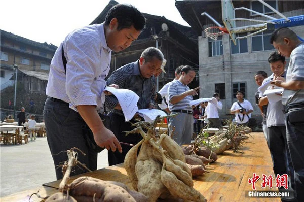 Đổ xô đi xem cuộc thi "Hoa hậu khoai lang"