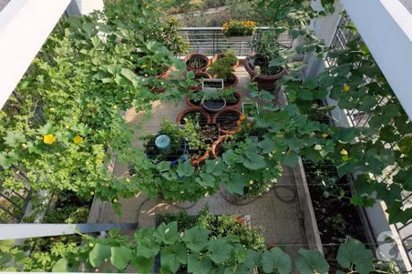 Ong bo, ba me tre trong rau thuy canh xanh muot khien ai nhin cung me man - Anh 7