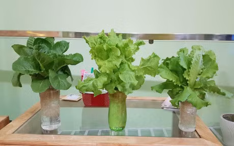 Ong bo, ba me tre trong rau thuy canh xanh muot khien ai nhin cung me man - Anh 3