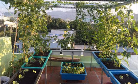 Ong bo, ba me tre trong rau thuy canh xanh muot khien ai nhin cung me man - Anh 5