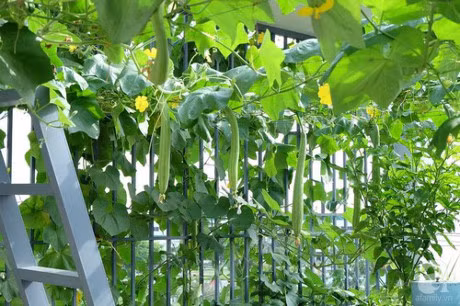 Ong bo, ba me tre trong rau thuy canh xanh muot khien ai nhin cung me man - Anh 8