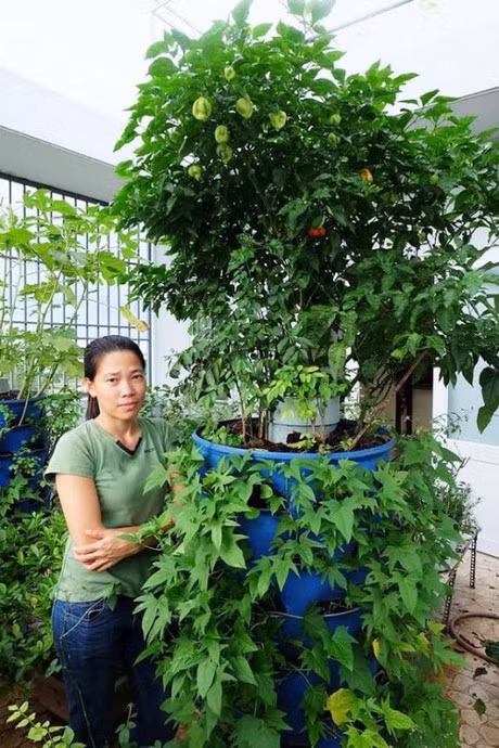 Ong bo, ba me tre trong rau thuy canh xanh muot khien ai nhin cung me man - Anh 6