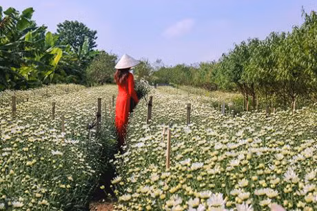 Thieu nu Ha Thanh no nuc chup anh vuon hoa cuc hoa mi - Anh 1