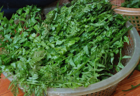 Những món rau rừng đặc sản Nhung mon rau rung dac san