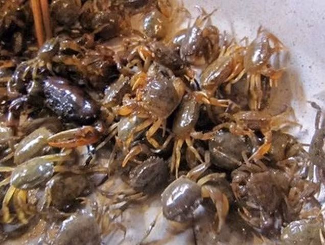 Cách chọn cua đồng sạch, nhận biết cua gây ngộ độc - Ảnh 2