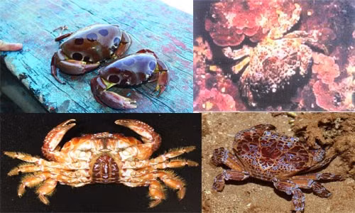 Cách chọn cua đồng sạch, nhận biết cua gây ngộ độc