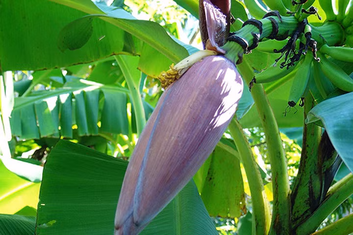 2 cách giảm đau dạ dày hiệu quả bằng hoa chuối