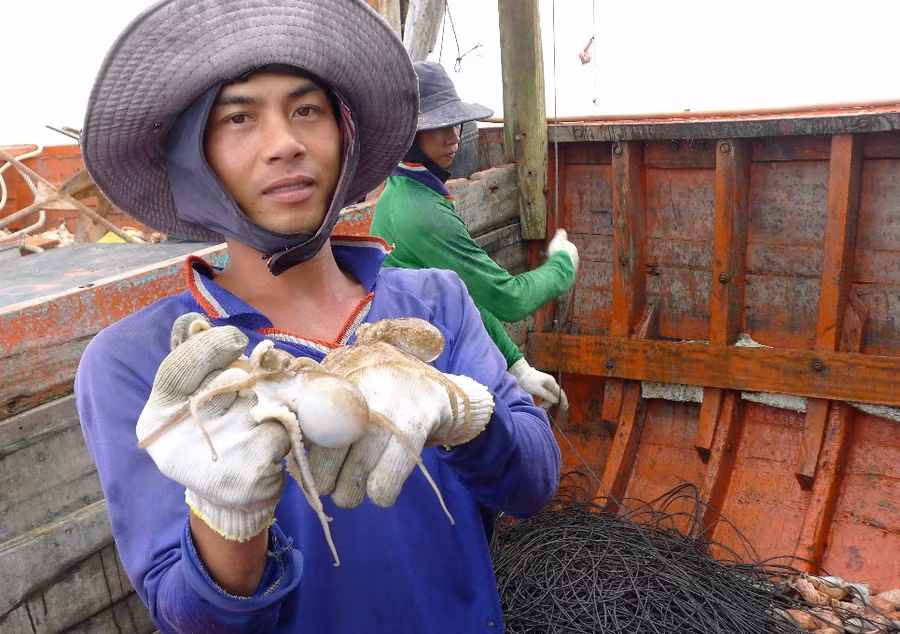 Câu bạch tuộc ở đảo ngọc Phú Quốc 