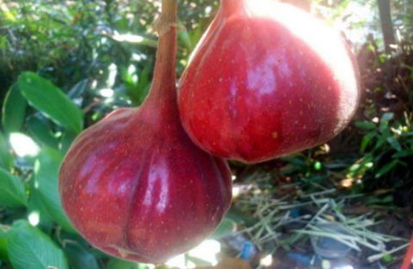 Cận cảnh quả Can canh qua