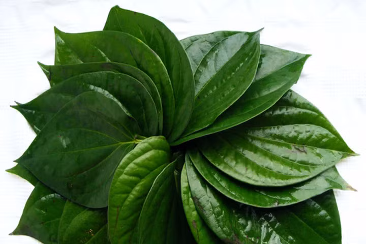 Chỉ cần dùng vài lá trầu không, 18 bệnh thường gặp sau sẽ được chữa khỏi