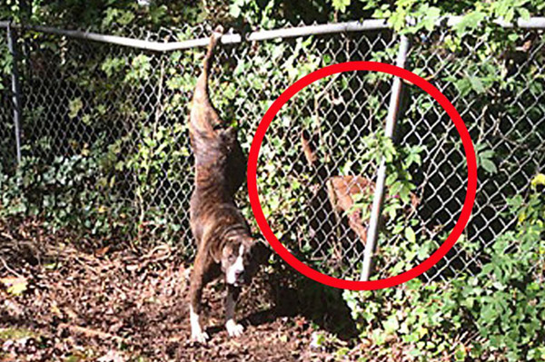 cho-sua-suot-2-ngay-de-nho-nguoi-cuu-ban-gai-gap-nan