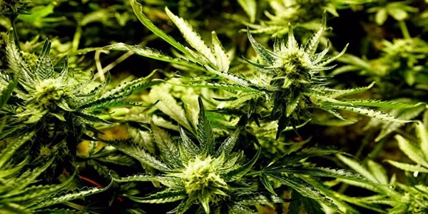 Các chất thức thần đang gây bão trong giới trẻ