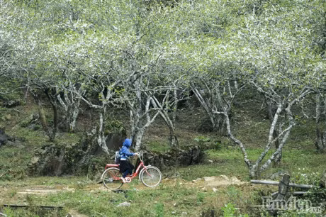 Theo chan Mai Thu Huyen lac troi mua hoa man no trang troi Moc Chau - Anh 8