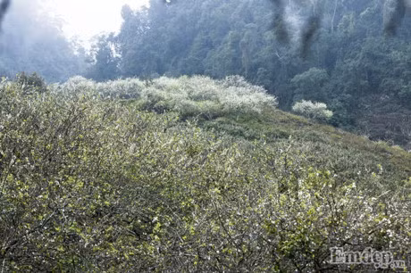 Theo chan Mai Thu Huyen lac troi mua hoa man no trang troi Moc Chau - Anh 10