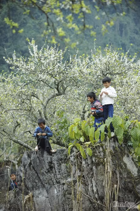 Theo chan Mai Thu Huyen lac troi mua hoa man no trang troi Moc Chau - Anh 7