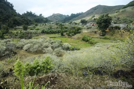 Theo chan Mai Thu Huyen lac troi mua hoa man no trang troi Moc Chau - Anh 9