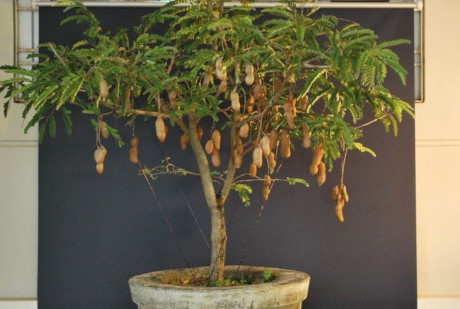Lý do thế giới tôn vinh me là cây quý có giá trị từ gốc đến ngọn - Ảnh 5 Ly do the gioi ton vinh me la cay quy co gia tri tu goc den ngon - Anh 5