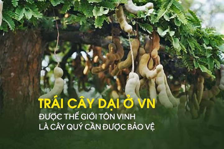 Lý do thế giới tôn vinh me là cây quý có giá trị từ gốc đến ngọn