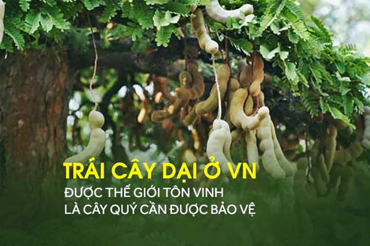 Lý do thế giới tôn vinh me là cây quý có giá trị từ gốc đến ngọn