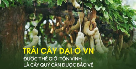 Lý do thế giới tôn vinh me là cây quý có giá trị từ gốc đến ngọn - Ảnh 1 Ly do the gioi ton vinh me la cay quy co gia tri tu goc den ngon - Anh 1
