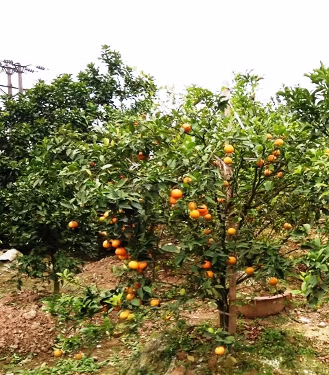 Kinh nghiệm chọn cây quất đẹp chơi Tết Bính Thân 2016 - Ảnh 2