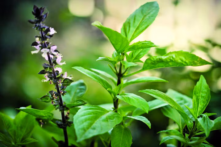 Húng quế - chống oxy hóa và loại bỏ LDL cholesterol khỏi động mạch