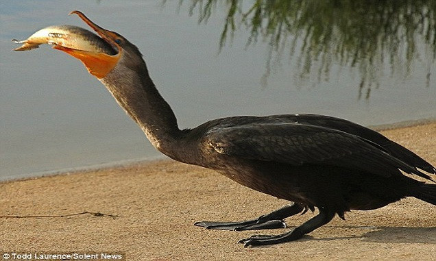 Chim cốc nuốt chửng cá hỏa tiễn dài nửa mét ảnh 5