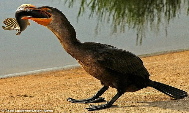 Chim cốc nuốt chửng cá hỏa tiễn dài nửa mét ảnh 3