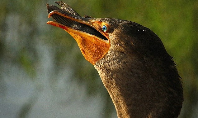 Chim cốc nuốt chửng cá hỏa tiễn dài nửa mét ảnh 6