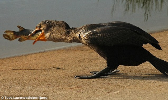 Chim cốc nuốt chửng cá hỏa tiễn dài nửa mét ảnh 4