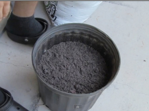 Trồng cây đơn giản nhất từ cà chua thái lát ảnh 1 Trồng cây đơn giản nhất từ cà chua thái lát - 1