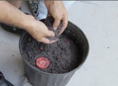 Trồng cây đơn giản nhất từ cà chua thái lát ảnh 4 Trồng cây đơn giản nhất từ cà chua thái lát - 4