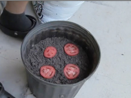 Trồng cây đơn giản nhất từ cà chua thái lát ảnh 3 Trồng cây đơn giản nhất từ cà chua thái lát - 3