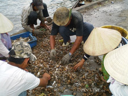 Lựa ốc mỡ tại đảo Hòn Tre. (ảnh: PL)