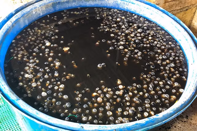 Hiện toàn bộ số ốc đã bị lập biên bản niêm phong, Công an quận 8 cũng lấy mẫu xét nghiệm để có cơ sở xử lý tiếp theo. Ảnh CA.