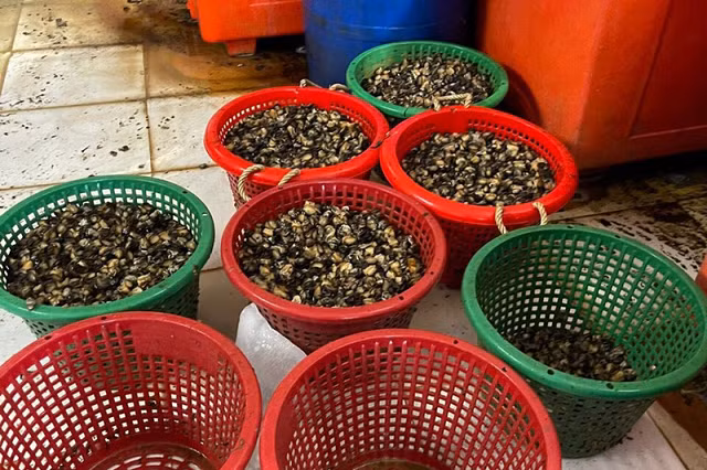 Ốc được chế biến một cách mất vệ sinh. Ảnh CA.